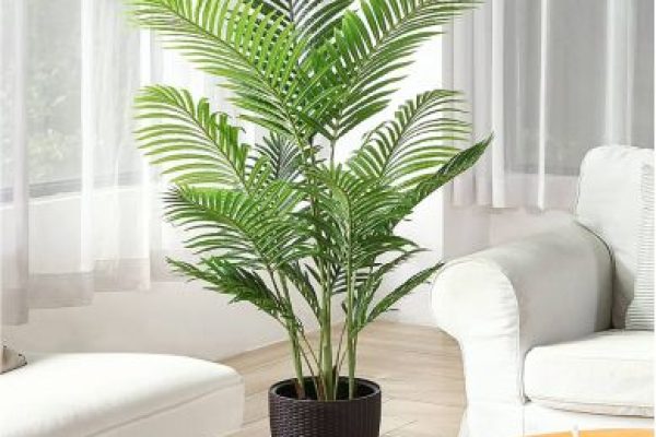 Areca Palm Plant