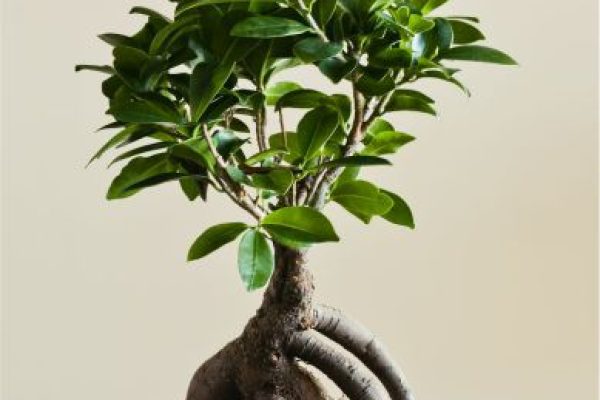 Bonsai Plant