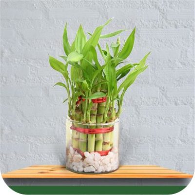 Lucky Bamboo Plant