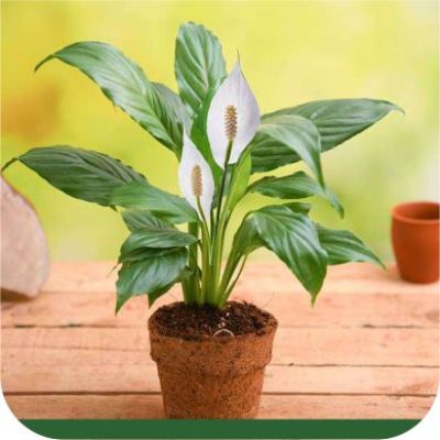 Peace Lilly Plant