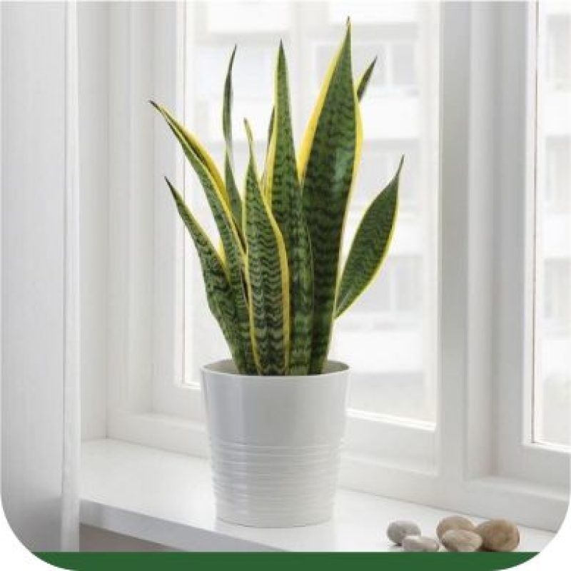 Snake Plant